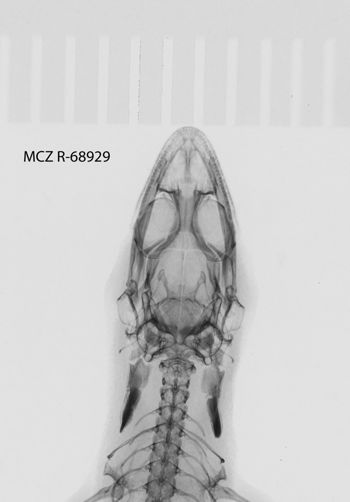 Media type: image;   Herpetology R-68929